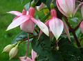 2013-1025-1355_Fuschias_18.0C